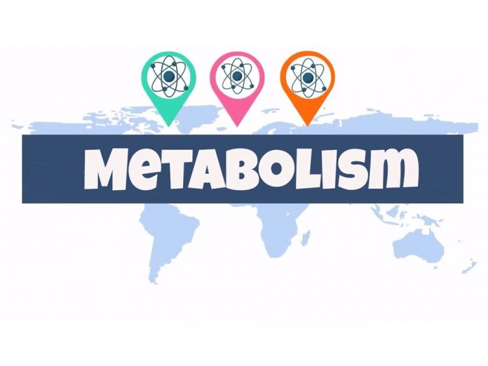 metabolism