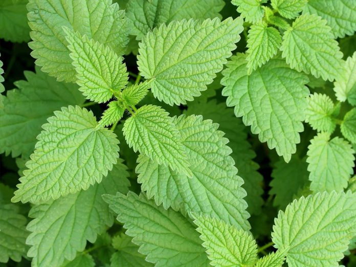 stinging-nettle گیاه گزنه