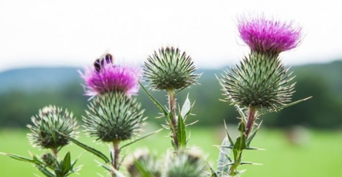 Benefits-of-Milk-Thistle-800x416 فواید گیاه خار مریم