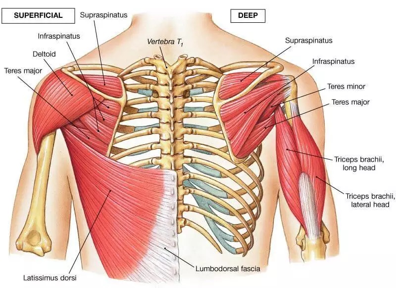 آناتومی عضلات پشت