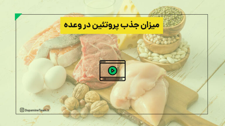 میزان جذب پروتئین در وعده های غذایی